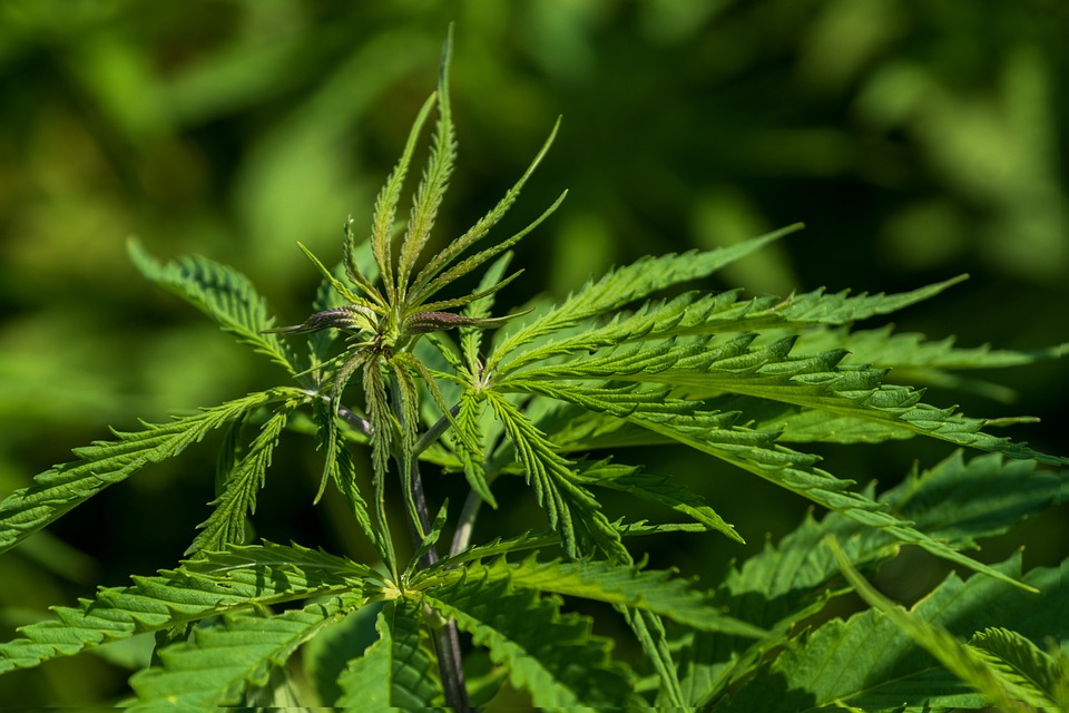 cannabigerol
