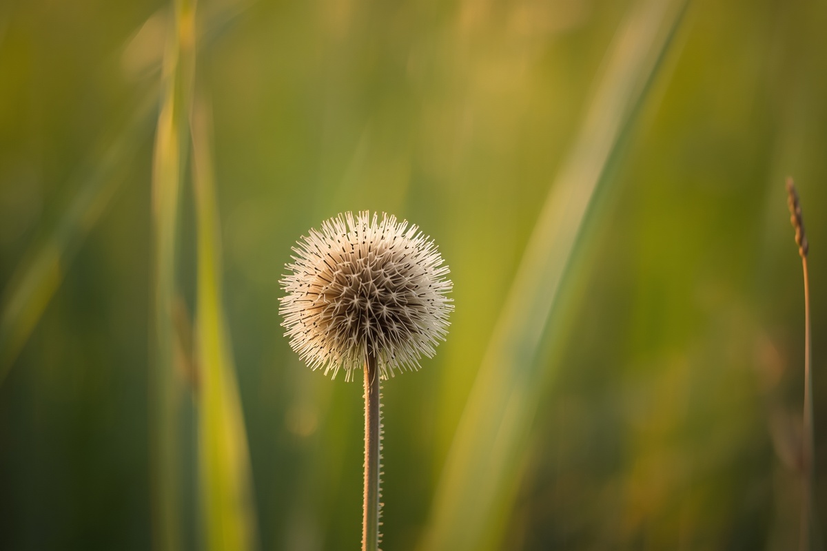 S’inspirer des animaux pour innover : chouettes, fourmis, araignées et cie